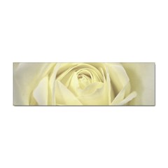  Cream Rose Bumper Sticker 100 Pack