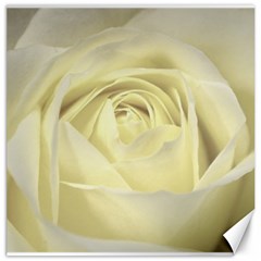  Cream Rose Canvas 16  x 16  (Unframed)