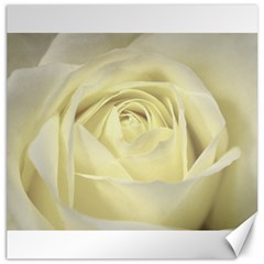  Cream Rose Canvas 20  x 20  (Unframed)