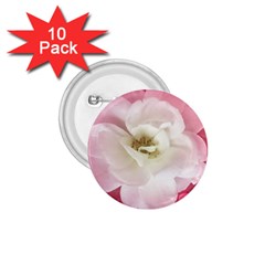 White Rose With Pink Leaves Around  1 75  Button (10 Pack) by dflcprints