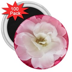 White Rose With Pink Leaves Around  3  Button Magnet (100 Pack) by dflcprints