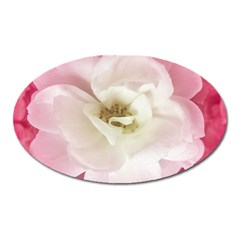 White Rose With Pink Leaves Around  Magnet (oval) by dflcprints