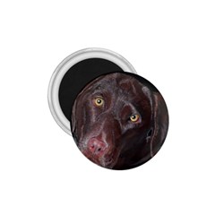 Inquisitive Chocolate Lab 1 75  Button Magnet by LabsandRetrievers