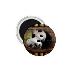 Panda Love 1 75  Button Magnet