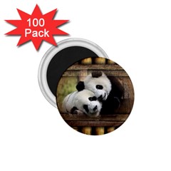 Panda Love 1 75  Button Magnet (100 Pack) by TheWowFactor