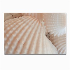 Sunny White Seashells Postcard 4 x 6  (10 Pack) by yoursparklingshop