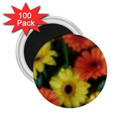 Orange Yellow Daisy Flowers Gerbera 2 25  Button Magnet (100 Pack)