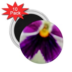 Inside Purple White Violet Flower 2 25  Button Magnet (10 Pack)