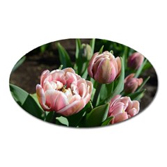 Tulips Magnet (oval)