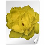 Isolated Yellow Rose Photo Canvas 36  x 48   35.26 x46.15  Canvas - 1