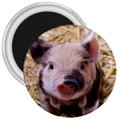 Sweet Piglet 3  Magnets