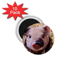 Sweet Piglet 1 75  Magnets (10 Pack) 