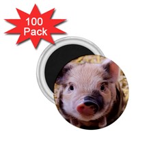 Sweet Piglet 1 75  Magnets (100 Pack) 