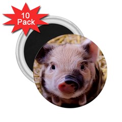 Sweet Piglet 2 25  Magnets (10 Pack) 