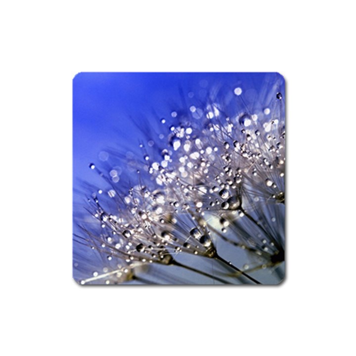 Dandelion 2015 0704 Square Magnet