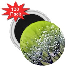 Dandelion 2015 0714 2 25  Magnets (100 Pack) 