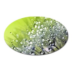 Dandelion 2015 0714 Oval Magnet