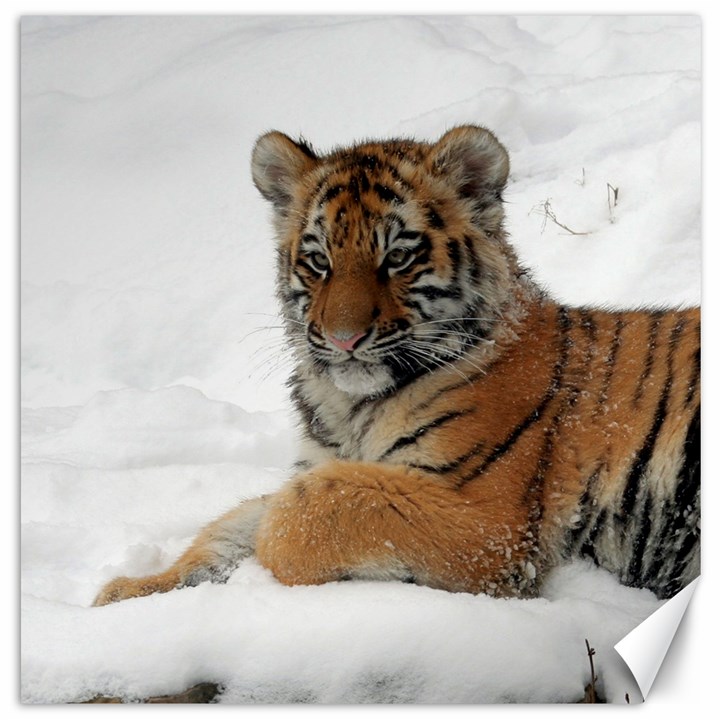 Tiger 2015 0101 Canvas 20  x 20  