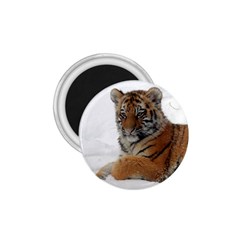 Tiger 2015 0101 1 75  Magnets by JAMFoto