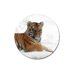 Tiger 2015 0102 Magnet 3  (round) by JAMFoto