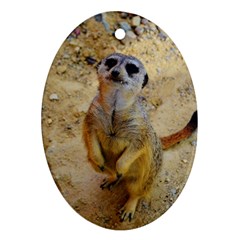 Lovely Meerkat 515p Oval Ornament (two Sides) by ImpressiveMoments