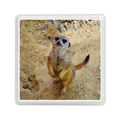 Lovely Meerkat 515p Memory Card Reader (square)  by ImpressiveMoments