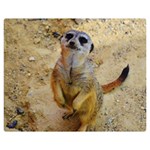 Lovely Meerkat 515p Double Sided Flano Blanket (Medium)  60 x50  Blanket Back