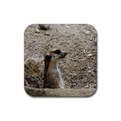 Adorable Meerkat Rubber Coaster (square)  by ImpressiveMoments