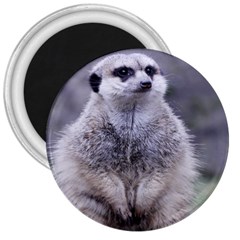 Adorable Meerkat 03 3  Magnets by ImpressiveMoments