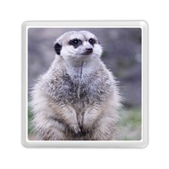 Adorable Meerkat 03 Memory Card Reader (square)  by ImpressiveMoments