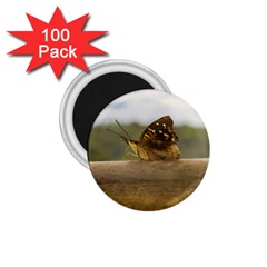 Butterfly Against Blur Background At Iguazu Park 1 75  Magnets (100 Pack)  by dflcprints