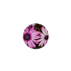 Beautiful Colourful African Daisies  1  Mini Buttons by OZMedia