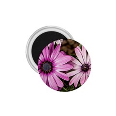 Beautiful Colourful African Daisies  1 75  Magnets by OZMedia