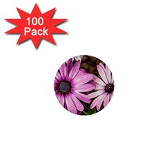 Beautiful Colourful African Daisies  1  Mini Buttons (100 Pack)  by OZMedia