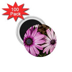 Beautiful Colourful African Daisies  1 75  Magnets (100 Pack) 