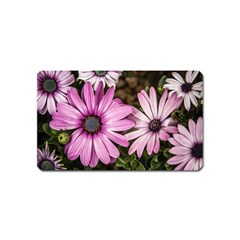 Beautiful Colourful African Daisies  Magnet (name Card)