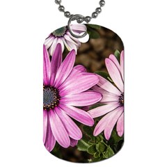 Beautiful Colourful African Daisies  Dog Tag (one Side) by OZMedia