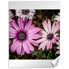 Beautiful Colourful African Daisies  Canvas 18  X 24   by OZMedia