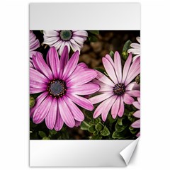 Beautiful Colourful African Daisies  Canvas 20  X 30   by OZMedia