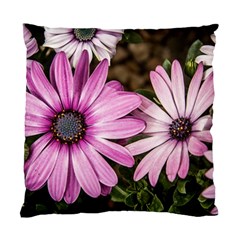 Beautiful Colourful African Daisies  Standard Cushion Cases (two Sides)  by OZMedia