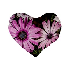 Beautiful Colourful African Daisies  Standard 16  Premium Flano Heart Shape Cushions