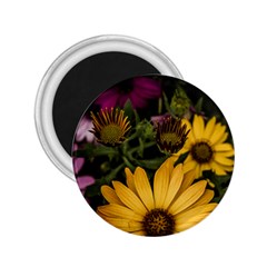 Beautiful Colourful African Daisies  2 25  Magnets by OZMedia