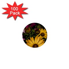 Beautiful Colourful African Daisies  1  Mini Buttons (100 Pack) 