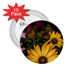 Beautiful Colourful African Daisies  2 25  Buttons (10 Pack)  by OZMedia