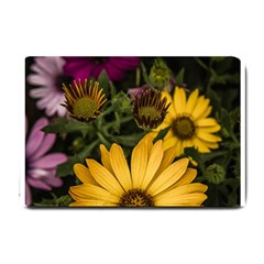 Beautiful Colourful African Daisies  Small Doormat  by OZMedia