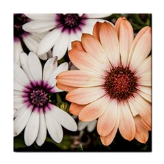 Beautiful Colourful African Daisies Tile Coasters