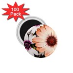 Beautiful Colourful African Daisies 1.75  Magnets (100 pack)  Front