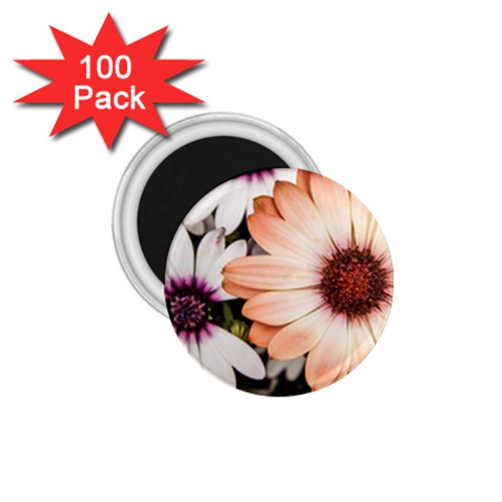 Beautiful Colourful African Daisies 1.75  Magnets (100 pack) 