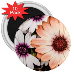 Beautiful Colourful African Daisies 3  Magnets (10 pack) 