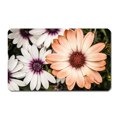 Beautiful Colourful African Daisies Magnet (Rectangular)